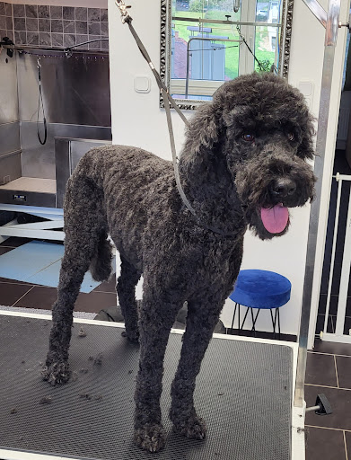 Melanie’s Hundesalon – Wiesen