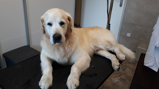 Prazli Hundesalon – Ennsdorf
