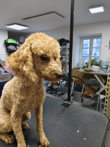 CHARLY`S VIER – PFOTEN SALON – Pians