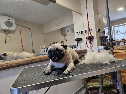 Hundefriseur Deutschlandsberg – Deutschlandsberg