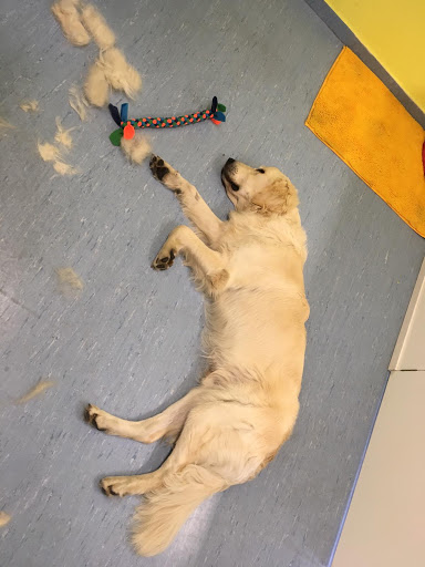 Hundefriseur St.Johann im Pongau und Bad Hofgastein Dogs haircut by Sibylle – St Johann im Pongau