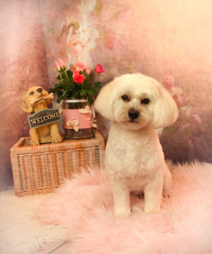 Hundesalon Cut & Dog Sandra Hammel Leithaprodersdorf – Leithaprodersdorf