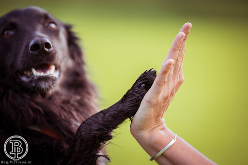 Hundesalon Martina Angerer – Sankt Barbara im Mürztal