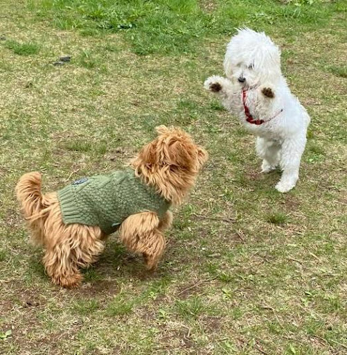 Hundetraining Pfotenspaß – Patsch