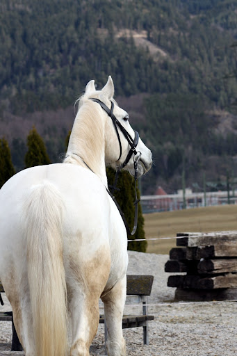Pferdehof Reitingau – Mautern in Steiermark